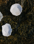 Lunaria Oyster Dish